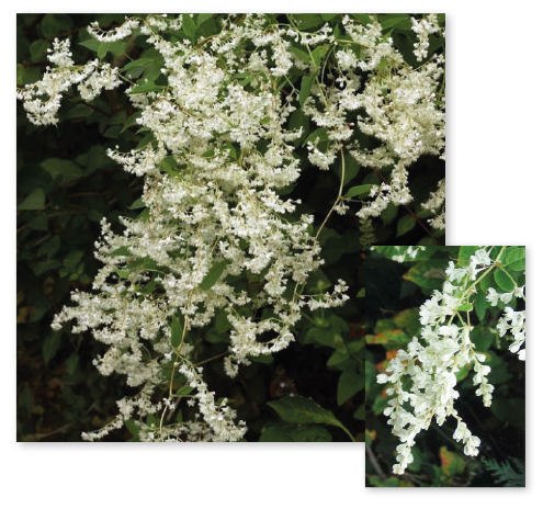 Parcours botanique de l'auberge de jeunesse HI Nîmes La Cigale - 1Polygonum