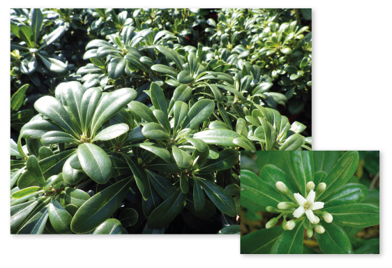 Parcours botanique de l'auberge de jeunesse HI Nîmes La Cigale - 10Pittosporum