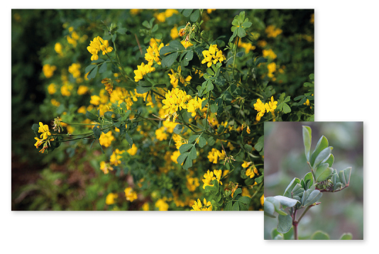 Parcours botanique de l'auberge de jeunesse HI Nîmes La Cigale - 11Coronille glauque