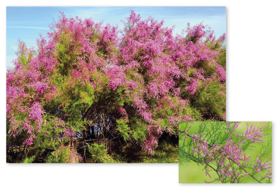 Parcours botanique de l'auberge de jeunesse HI Nîmes La Cigale - 12Tamaris