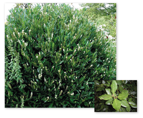 Parcours botanique de l'auberge de jeunesse HI Nîmes La Cigale - 13Laurier noble