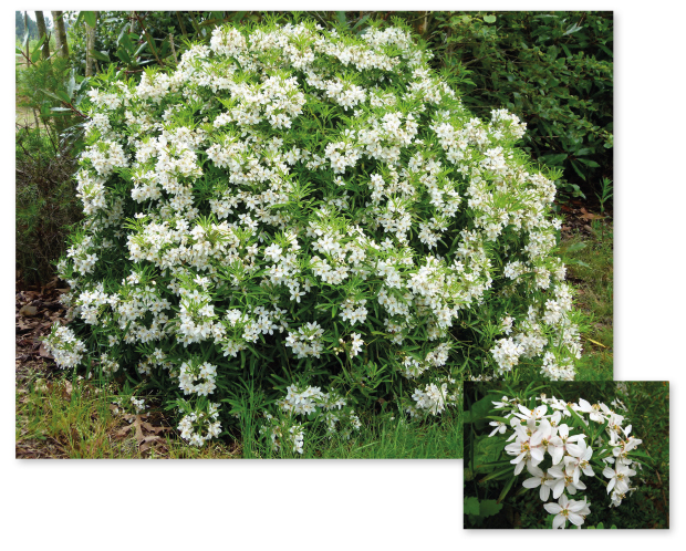 Parcours botanique de l'auberge de jeunesse HI Nîmes La Cigale - 14Oranger du Mexique
