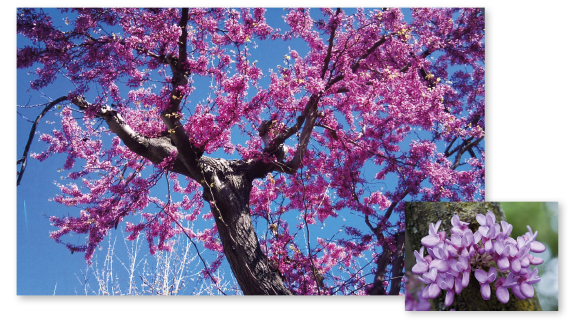 Parcours botanique de l'auberge de jeunesse HI Nîmes La Cigale - 15Arbre de Judée