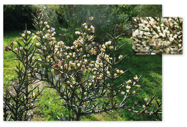 Parcours botanique de l'auberge de jeunesse HI Nîmes La Cigale - 16Colletia Hystrix