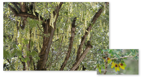 Parcours botanique de l'auberge de jeunesse HI Nîmes La Cigale - 17Anagyre fétide