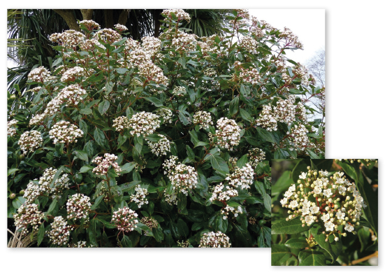 Parcours botanique de l'auberge de jeunesse HI Nîmes La Cigale - 18Laurier tin