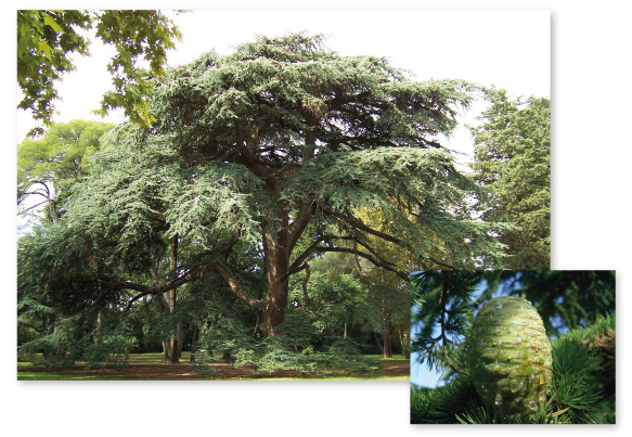 Parcours botanique de l'auberge de jeunesse HI Nîmes La Cigale - 19Cèdre du Liban