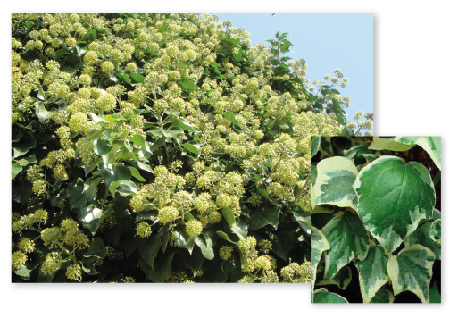 Parcours botanique de l'auberge de jeunesse HI Nîmes La Cigale - 2Lierre Marengo