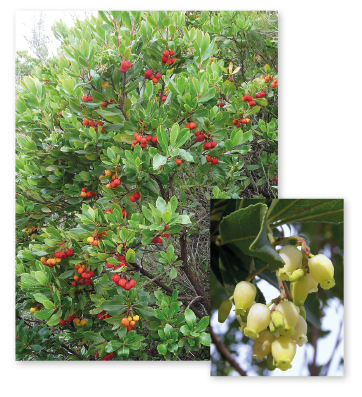 Parcours botanique de l'auberge de jeunesse HI Nîmes La Cigale - 20Arbousier