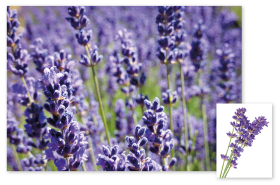 Parcours botanique de l'auberge de jeunesse HI Nîmes La Cigale - 21Lavande