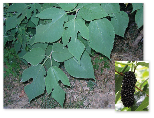 Parcours botanique de l'auberge de jeunesse HI Nîmes La Cigale - 22Mûrier à papier
