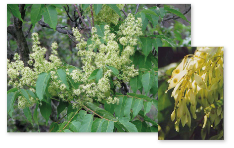 Parcours botanique de l'auberge de jeunesse HI Nîmes La Cigale - 23Ailante
