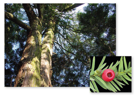 Parcours botanique de l'auberge de jeunesse HI Nîmes La Cigale - 24If