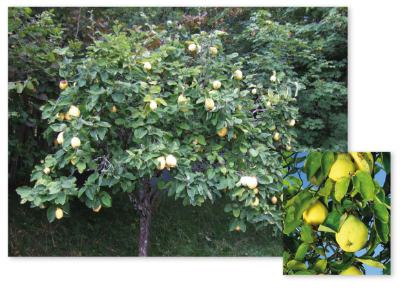 Parcours botanique de l'auberge de jeunesse HI Nîmes La Cigale - 25Cognassier