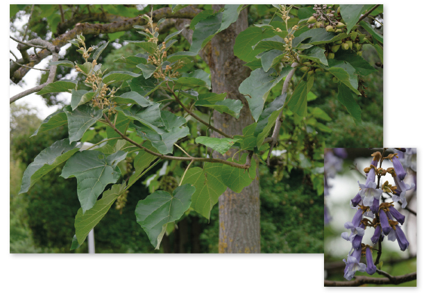Parcours botanique de l'auberge de jeunesse HI Nîmes La Cigale - 26Paulownia impérial