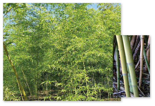 Parcours botanique de l'auberge de jeunesse HI Nîmes La Cigale - 28Bambou doré