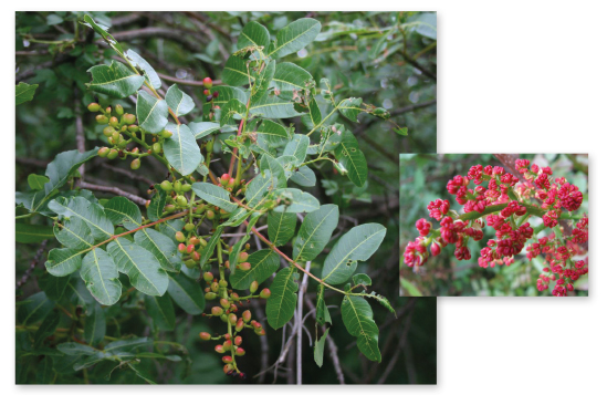 Parcours botanique de l'auberge de jeunesse HI Nîmes La Cigale - 29Pistachier térébinthe