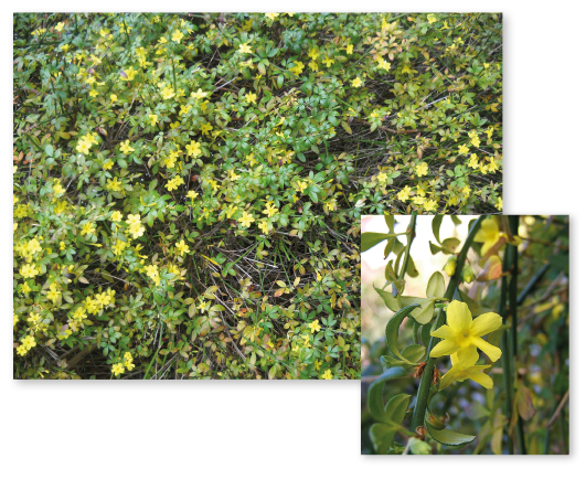 Parcours botanique de l'auberge de jeunesse HI Nîmes La Cigale - 3Jasmin d’hiver