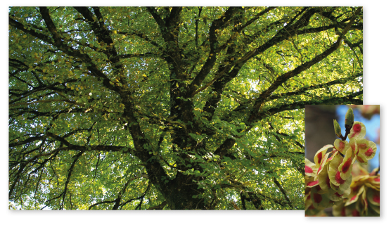 Parcours botanique de l'auberge de jeunesse HI Nîmes La Cigale - 30Orme champêtre