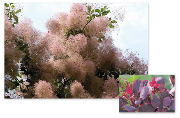Parcours botanique de l'auberge de jeunesse HI Nîmes La Cigale - 31Arbre à perruque