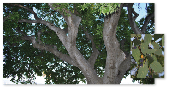 Parcours botanique de l'auberge de jeunesse HI Nîmes La Cigale - 32Micocoulier de Provence