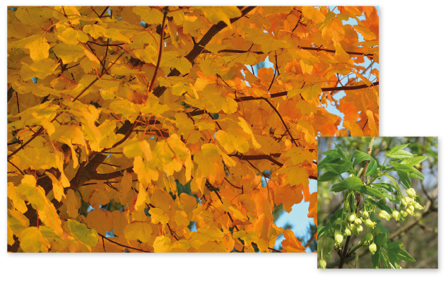 Parcours botanique de l'auberge de jeunesse HI Nîmes La Cigale - 33Érable de Montpellier