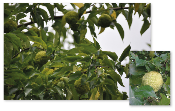 Parcours botanique de l'auberge de jeunesse HI Nîmes La Cigale - 34Oranger des Osages