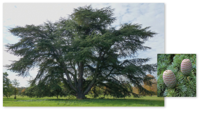 Parcours botanique de l'auberge de jeunesse HI Nîmes La Cigale - 35Cèdre de l’Atlas