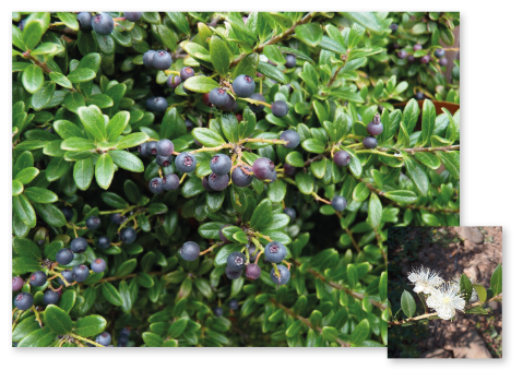 Parcours botanique de l'auberge de jeunesse HI Nîmes La Cigale - 36Myrte