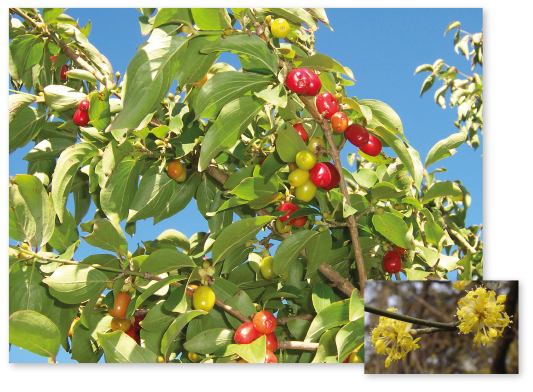 Parcours botanique de l'auberge de jeunesse HI Nîmes La Cigale - 37Cornouiller