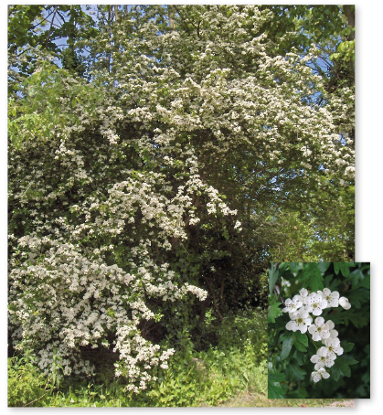 Parcours botanique de l'auberge de jeunesse HI Nîmes La Cigale - 38Aubépine monogyne