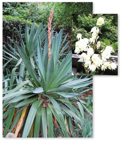 Parcours botanique de l'auberge de jeunesse HI Nîmes La Cigale - 39Yucca
