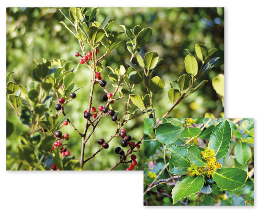 Parcours botanique de l'auberge de jeunesse HI Nîmes La Cigale - 4Nerprun alaterne