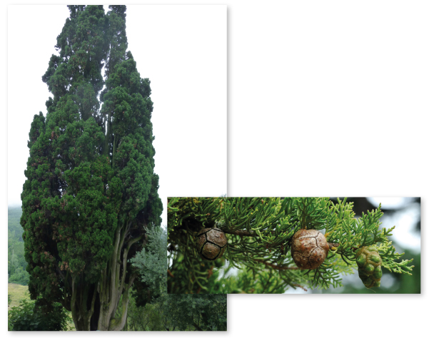 Parcours botanique de l'auberge de jeunesse HI Nîmes La Cigale - 40Cyprès commun