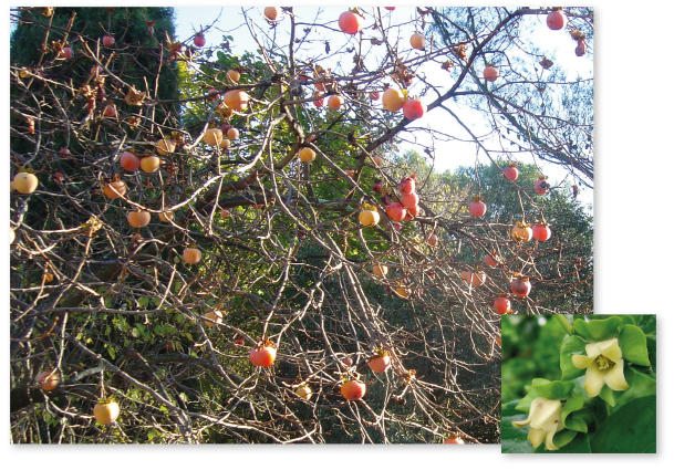 Parcours botanique de l'auberge de jeunesse HI Nîmes La Cigale - 41Kaki