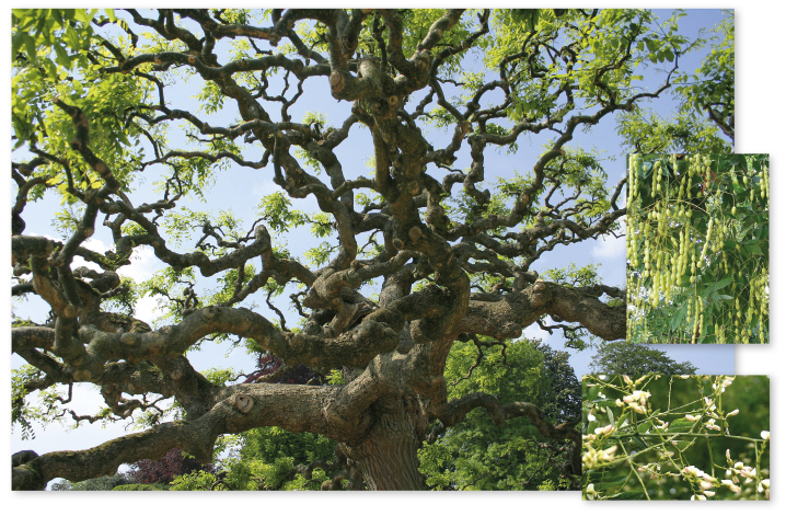 Parcours botanique de l'auberge de jeunesse HI Nîmes La Cigale - 42Sophora du Japon