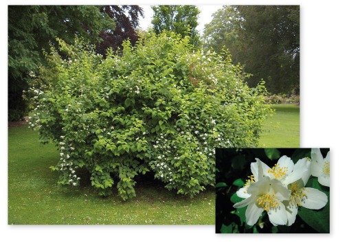 Parcours botanique de l'auberge de jeunesse HI Nîmes La Cigale - 43Seringat