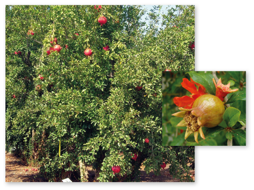 Parcours botanique de l'auberge de jeunesse HI Nîmes La Cigale - 44Grenadier