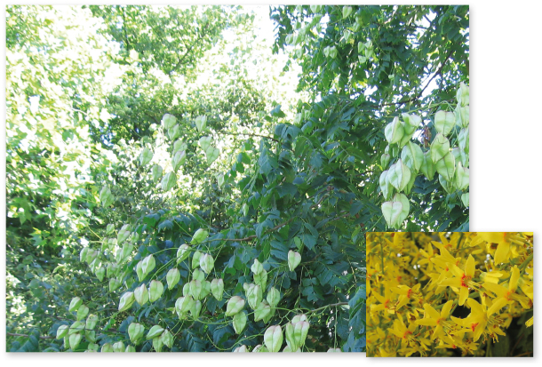Parcours botanique de l'auberge de jeunesse HI Nîmes La Cigale - 45Savonnier du Japon