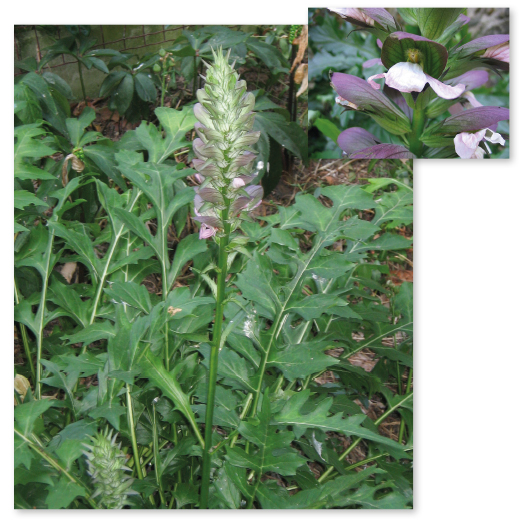 Parcours botanique de l'auberge de jeunesse HI Nîmes La Cigale - 46Acanthe