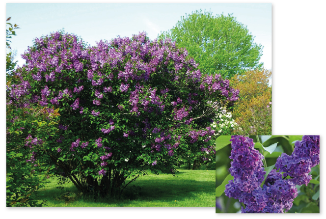 Parcours botanique de l'auberge de jeunesse HI Nîmes La Cigale - 47Lilas