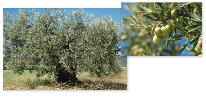 Parcours botanique de l'auberge de jeunesse HI Nîmes La Cigale - 48Olivier