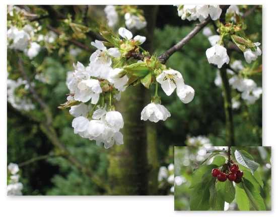 Parcours botanique de l'auberge de jeunesse HI Nîmes La Cigale - 49Cerisier vrai