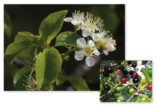 Parcours botanique de l'auberge de jeunesse HI Nîmes La Cigale - 5Cerisier de Sainte-Lucie