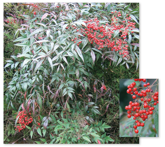Parcours botanique de l'auberge de jeunesse HI Nîmes La Cigale - 50Nandina domestica