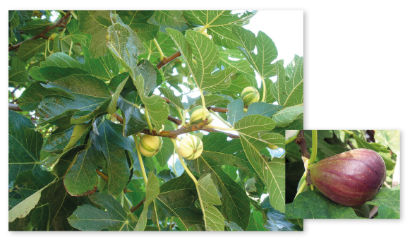 Parcours botanique de l'auberge de jeunesse HI Nîmes La Cigale - 51Figuier