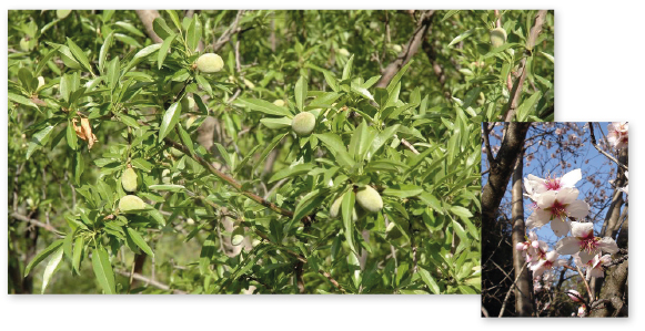 Parcours botanique de l'auberge de jeunesse HI Nîmes La Cigale - 6Amandier