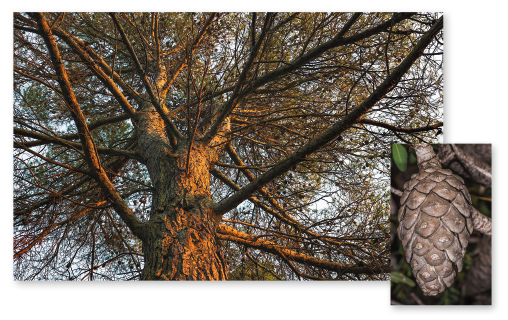 Parcours botanique de l'auberge de jeunesse HI Nîmes La Cigale - 7Pin d’Alep