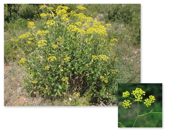 Parcours botanique de l'auberge de jeunesse HI Nîmes La Cigale - 8Buplèvre