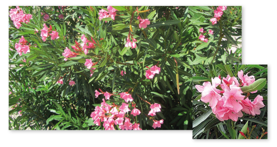 Parcours botanique de l'auberge de jeunesse HI Nîmes La Cigale - 9Laurier rose